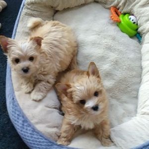 Meet your Posher, Pam